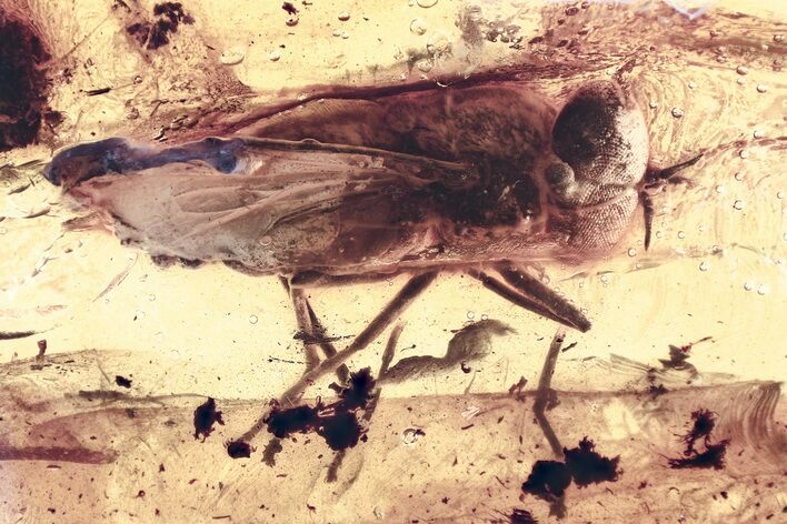 Detailed Fossil Horse Fly (Tabanidae) In Baltic Amber - Rare! #367301